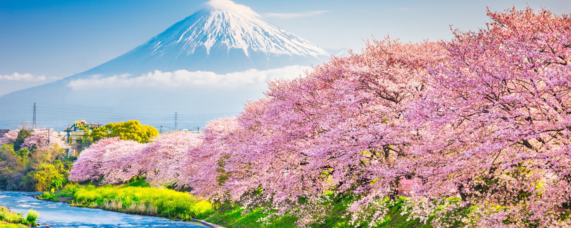 Quand voyager au Japon ?