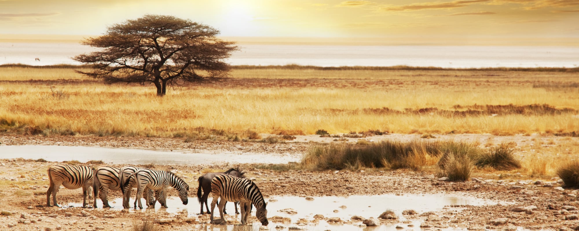 Quand partir faire un safari en Afrique ?