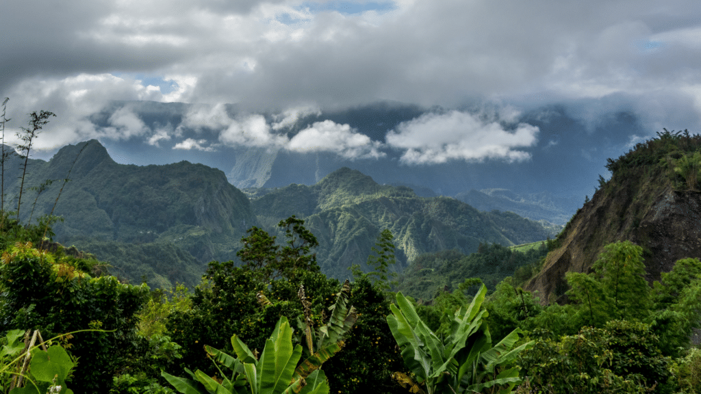 Paysage de la jungle en Réunion