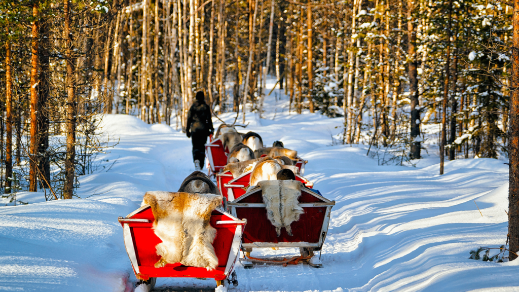 Rennes dans les bois en Laponie