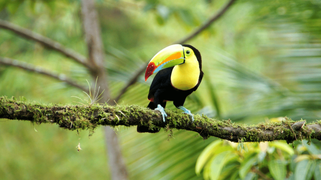 toucan perché sur son arbre